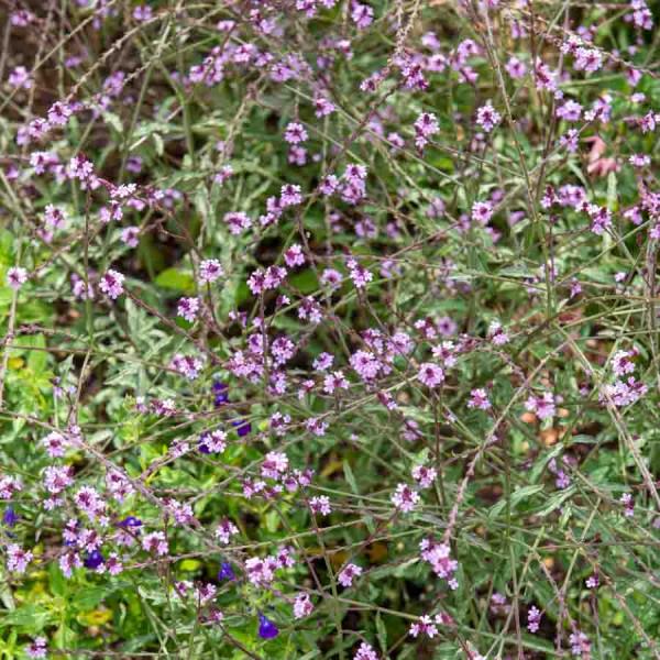 Aromatiques - Verveine Officinale - face recto